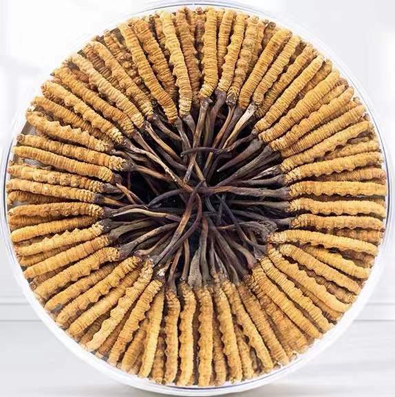 安仁冬虫夏草回收